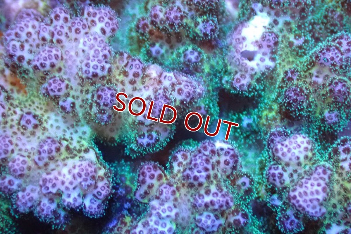 画像2: 【サンゴまとめ買い割引き10％〜20%OFF対象商品】 【サンゴ】【通販】ハナヤサイサンゴ（Pink/Green Polyp)（個体販売）No.1（生体）（サンゴ） (2)