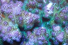 画像2: 【サンゴ】【通販】ハナヤサイサンゴ（Pink/Green Polyp)（個体販売）No.1（生体）（サンゴ） (2)