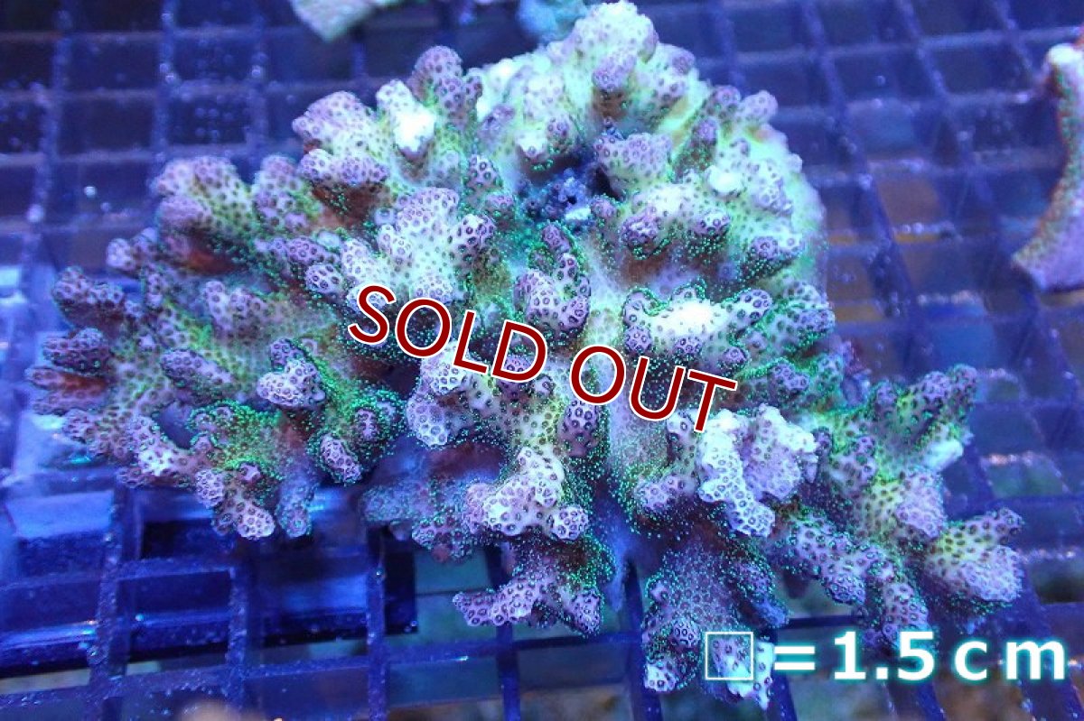 画像1: 【サンゴまとめ買い割引き10％〜20%OFF対象商品】 【サンゴ】【通販】ハナヤサイサンゴ（Pink/Green Polyp)（個体販売）No.2（生体）（サンゴ） (1)