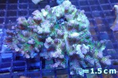 画像1: 【サンゴ】【通販】ハナヤサイサンゴ（Pink/Green Polyp)（個体販売）No.2（生体）（サンゴ） (1)