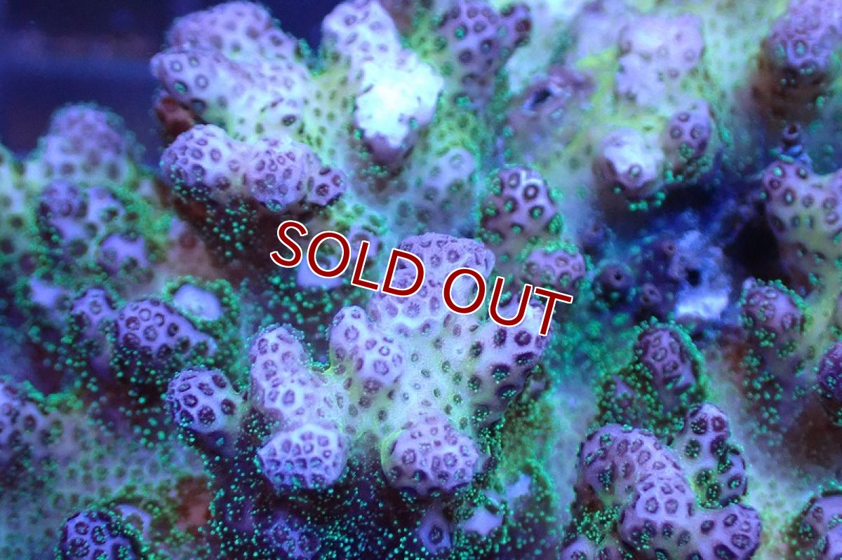 画像2: 【サンゴまとめ買い割引き10％〜20%OFF対象商品】 【サンゴ】【通販】ハナヤサイサンゴ（Pink/Green Polyp)（個体販売）No.2（生体）（サンゴ） (2)