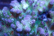 画像2: 【サンゴ】【通販】ハナヤサイサンゴ（Pink/Green Polyp)（個体販売）No.2（生体）（サンゴ） (2)