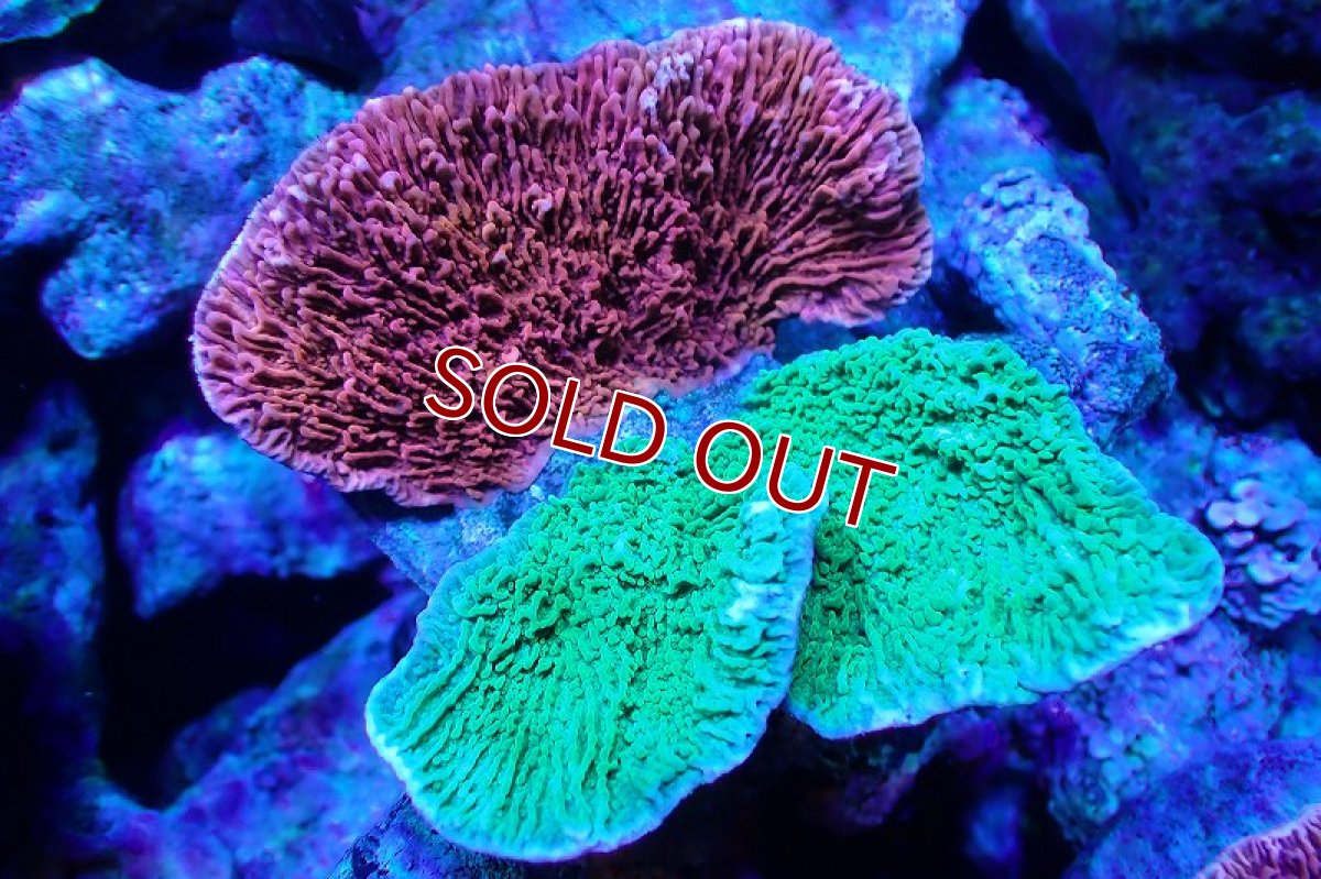 画像1: 【サンゴ】【通販】ブリードウスコモンサンゴ（Two Colors)（個体販売）（±10-13cm)No.3（生体）（サンゴ） (1)