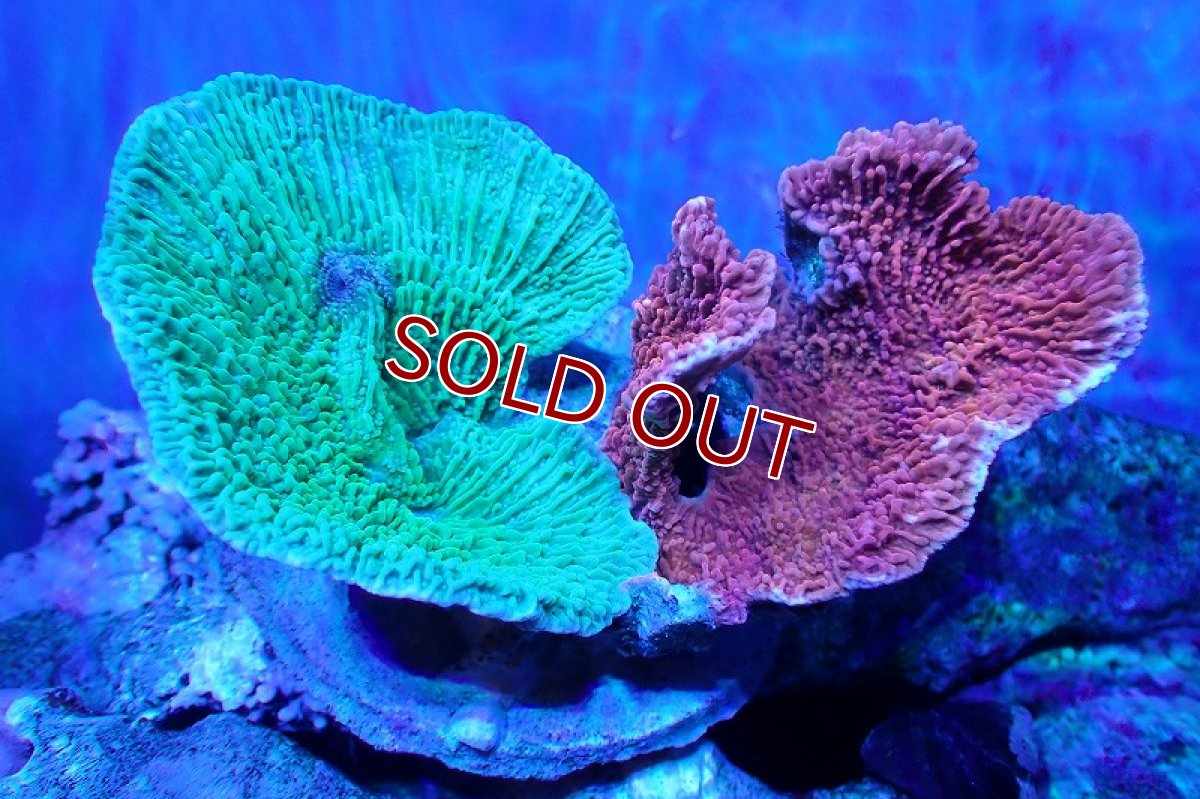 画像1: 【サンゴ】【通販】ブリードウスコモンサンゴ（Two Colors)（個体販売）（±10-13cm)No.4（生体）（サンゴ） (1)