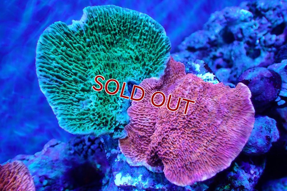 画像1: 【サンゴ】【通販】ブリードウスコモンサンゴ（Two Colors)（個体販売）（±10-13cm)No.7（生体）（サンゴ） (1)