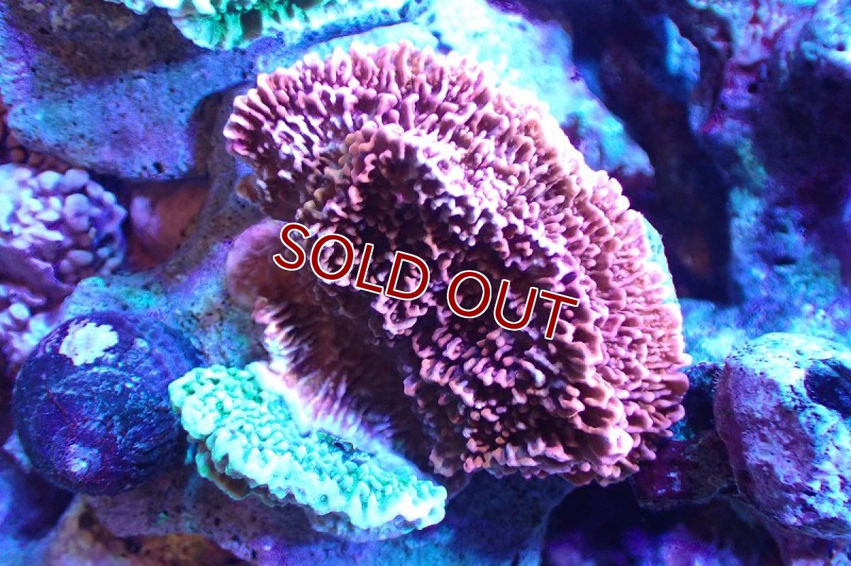画像1: 【サンゴまとめ買い割り引き対象商品30周年セール】【サンゴ】【通販】ブリードウスコモンサンゴ（Two Colors)（個体販売）（±10-13cm)No.8（生体）（サンゴ） (1)