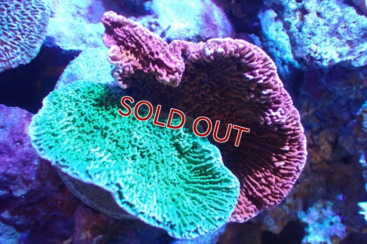 画像1: 【サンゴ】【通販】ブリードウスコモンサンゴ（Two Colors)（個体販売）（±10-13cm)No.11（生体）（サンゴ） (1)