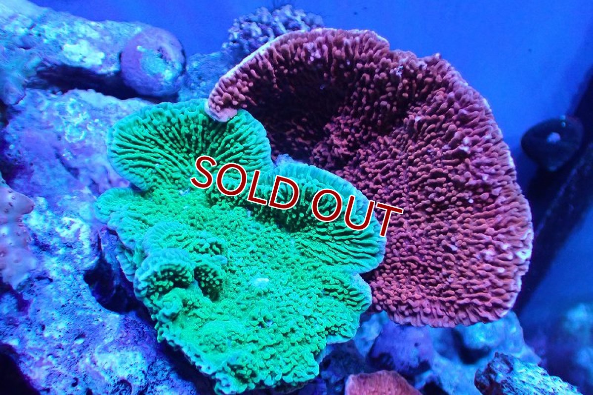画像1: 【サンゴ】【通販】ブリードウスコモンサンゴ（Two Colors)（個体販売）（±10-13cm)No.12（生体）（サンゴ） (1)