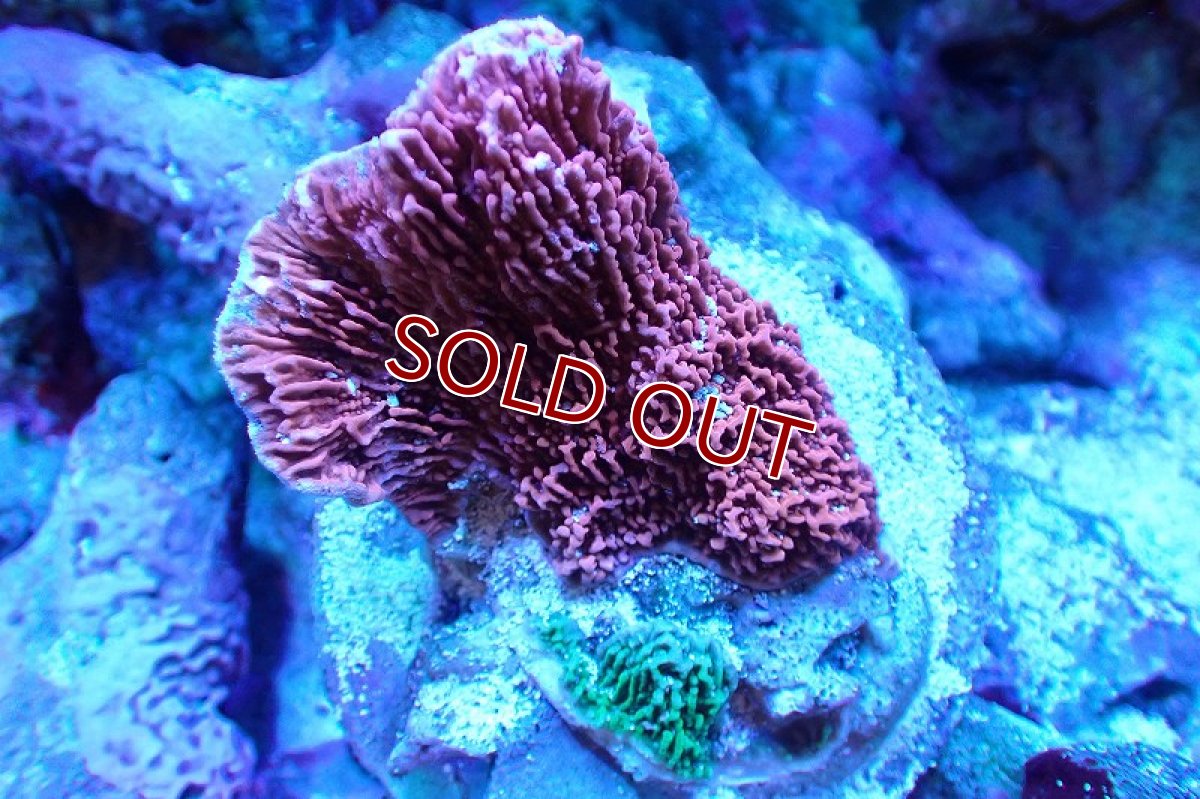 画像1: 【サンゴ】【通販】ブリードウスコモンサンゴ（Two Colors)（個体販売）（±8-10cm)No.13（生体）（サンゴ） (1)