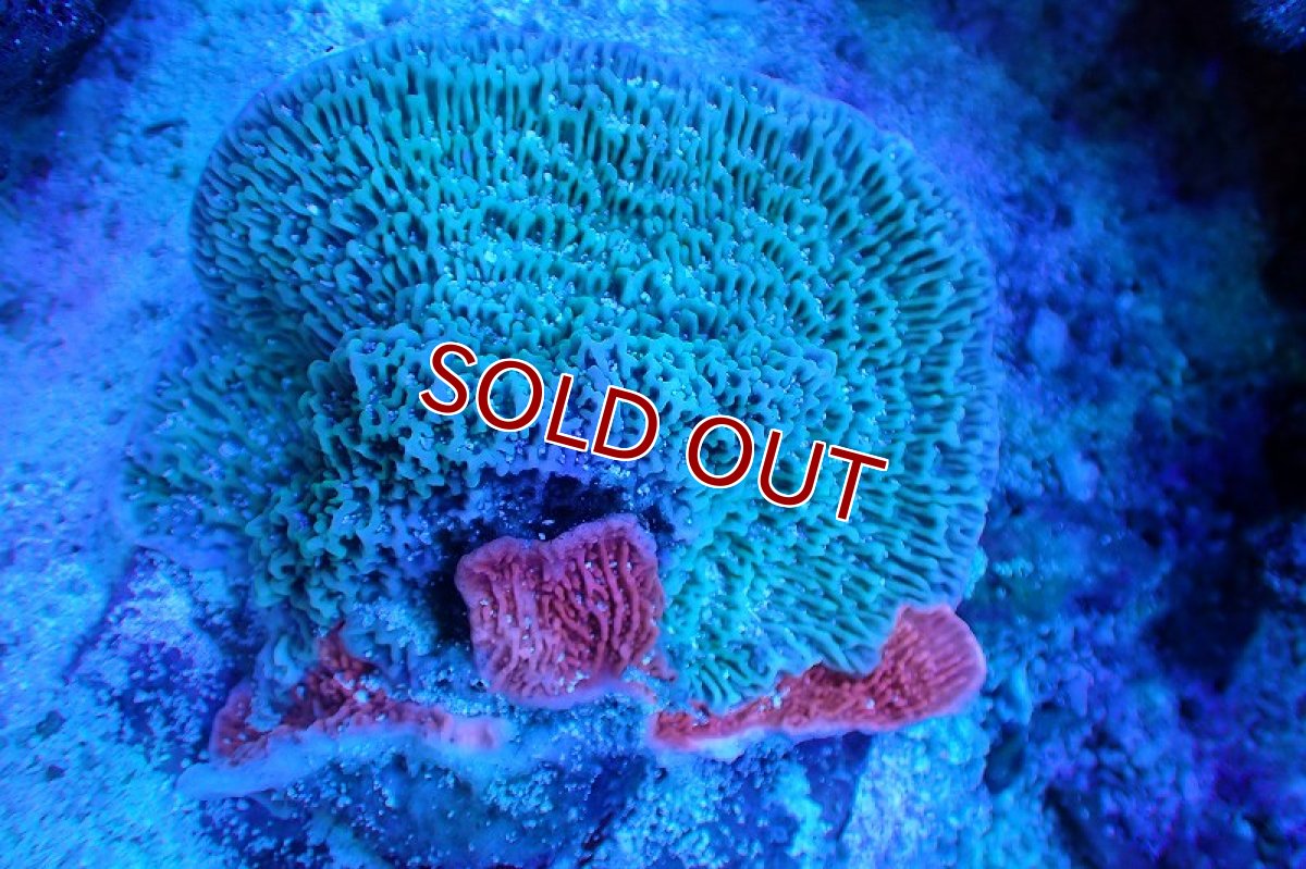 画像1: 【サンゴまとめ買い割り引き対象商品30周年セール】【サンゴ】【通販】ブリードウスコモンサンゴ（Two Colors)（個体販売）（±8-10cm)No.14（生体）（サンゴ） (1)