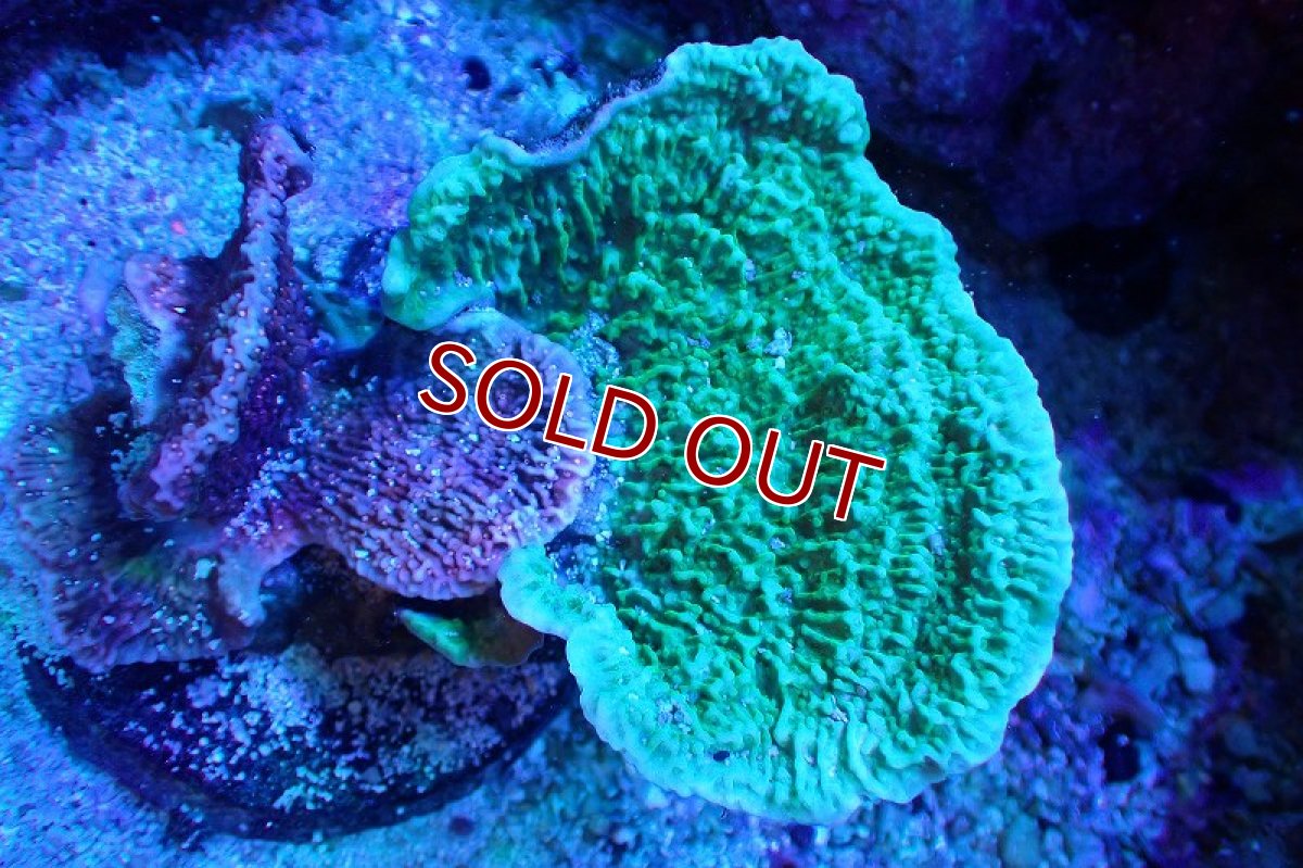 画像1: 【サンゴまとめ買い割引き10％〜20%OFF対象商品】 【サンゴ】【通販】ブリードウスコモンサンゴ（Two Colors)（個体販売）（±8-10cm)No.15（生体）（サンゴ） (1)