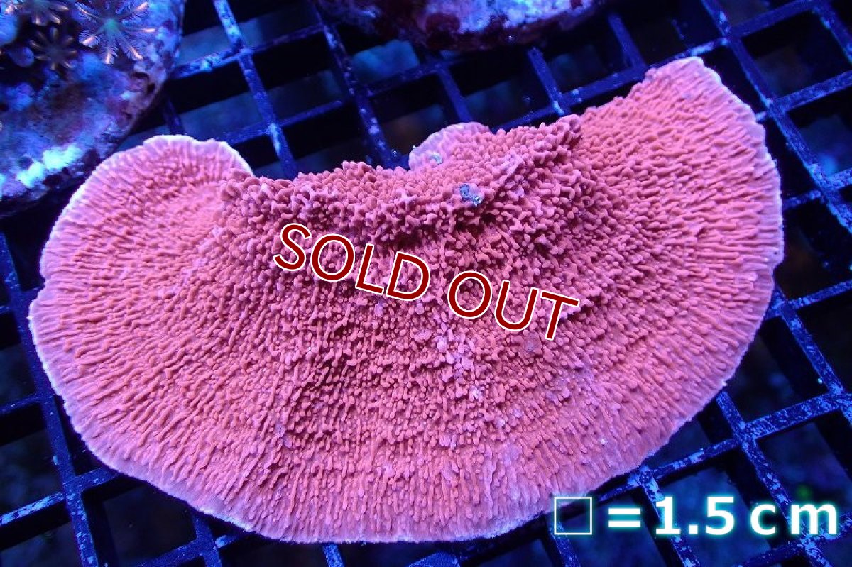画像1: 【サンゴ】【通販】ウスコモンサンゴ（Red)（個体販売）No.1（生体）（サンゴ） (1)