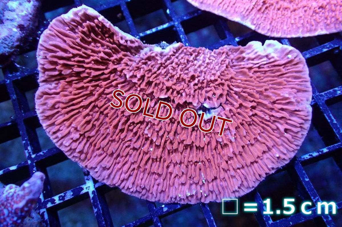 画像1: 【サンゴ】【通販】ウスコモンサンゴ（Red)（個体販売）No.2（生体）（サンゴ） (1)