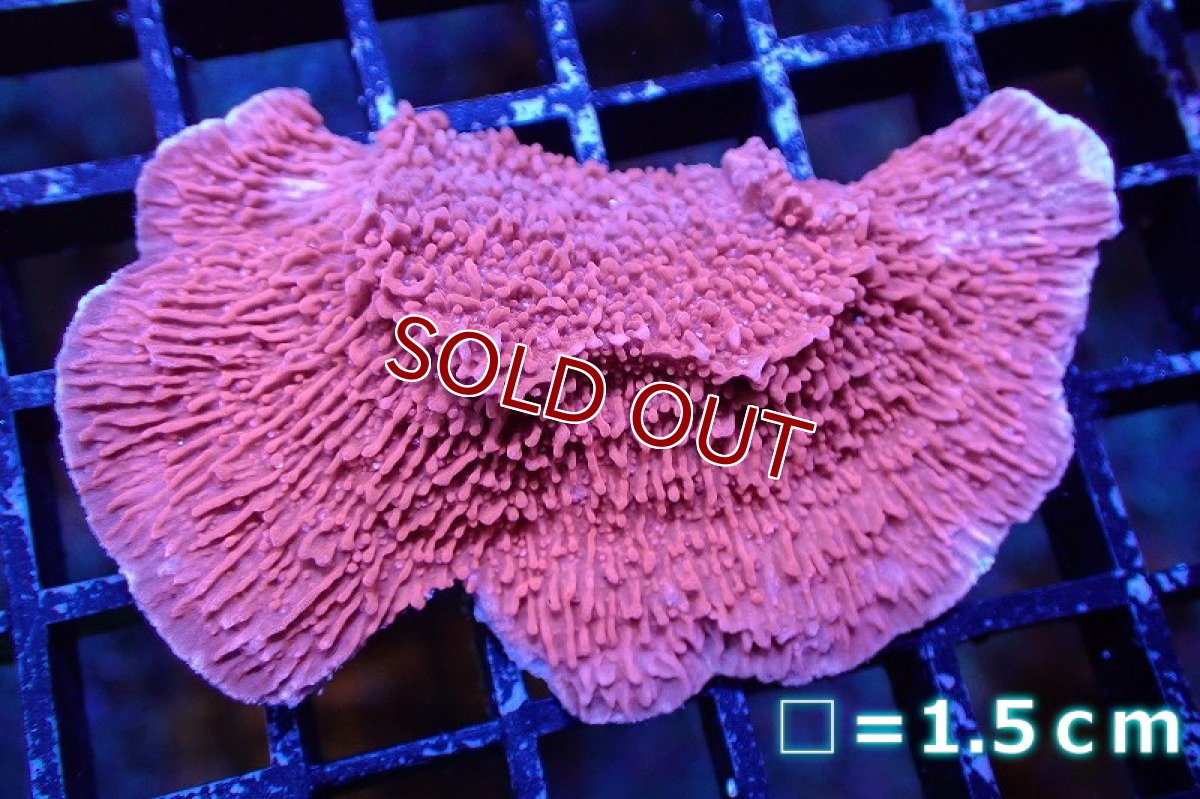 画像1: 【サンゴ】【通販】ウスコモンサンゴ（Red)（個体販売）No.3（生体）（サンゴ） (1)