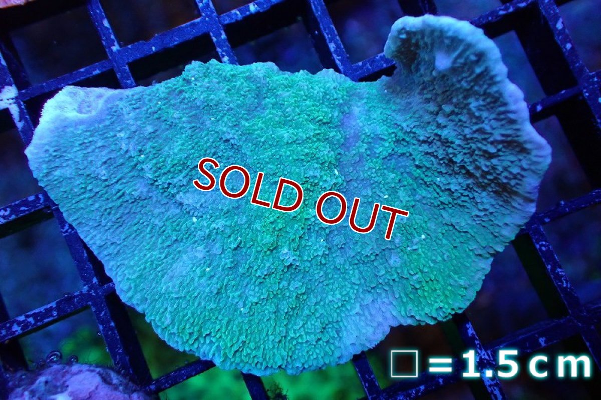 画像1: 【サンゴ】【通販】ウスコモンサンゴ（Green)（個体販売）No.4（生体）（サンゴ） (1)