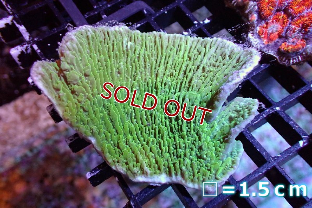 画像1: 【サンゴ】【通販】ウスコモンサンゴ（Green)（個体販売）No.5（生体）（サンゴ） (1)