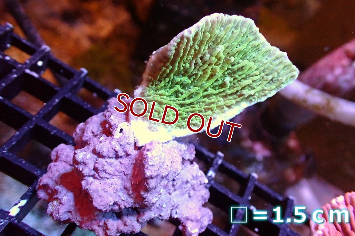 画像1: 【サンゴ】【通販】ウスコモンサンゴ（Green)（個体販売）No.6（生体）（サンゴ） (1)