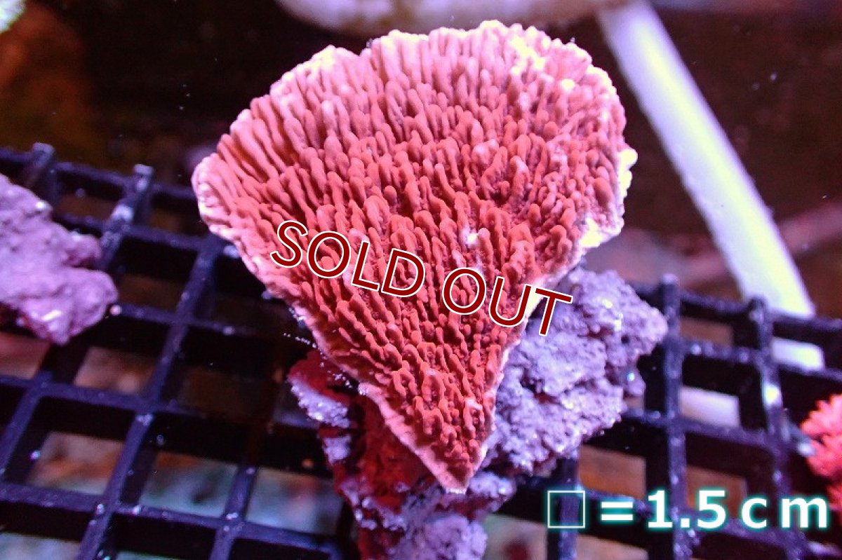 画像1: 【サンゴ】【通販】ウスコモンサンゴ（Red)（個体販売）No.8（生体）（サンゴ） (1)