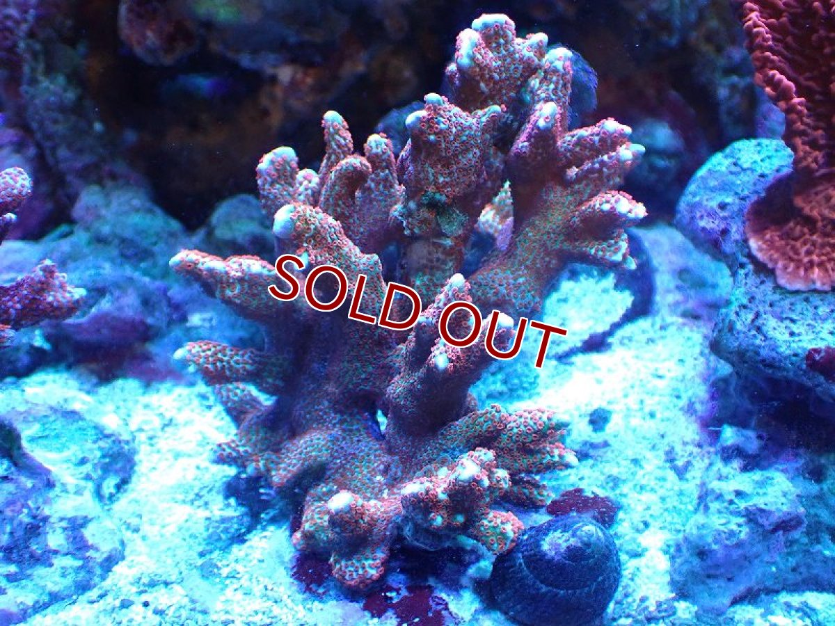 画像1: 【サンゴ】【通販】ブリード　エダコモンサンゴ（Red Polyp)（個体販売）（±9cm)No.1（生体）（サンゴ） (1)