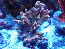 画像1: 【サンゴ】【通販】ブリード　エダコモンサンゴ（Red Polyp)（個体販売）（±9cm)No.1（生体）（サンゴ） (1)