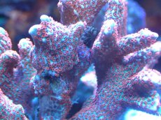 画像2: 【サンゴ】【通販】ブリード　エダコモンサンゴ（Red Polyp)（個体販売）（±9cm)No.1（生体）（サンゴ） (2)