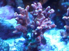 画像1: 【サンゴ】【通販】ブリード　エダコモンサンゴ（Red Polyp)（個体販売）（±7cm)No.2（生体）（サンゴ） (1)