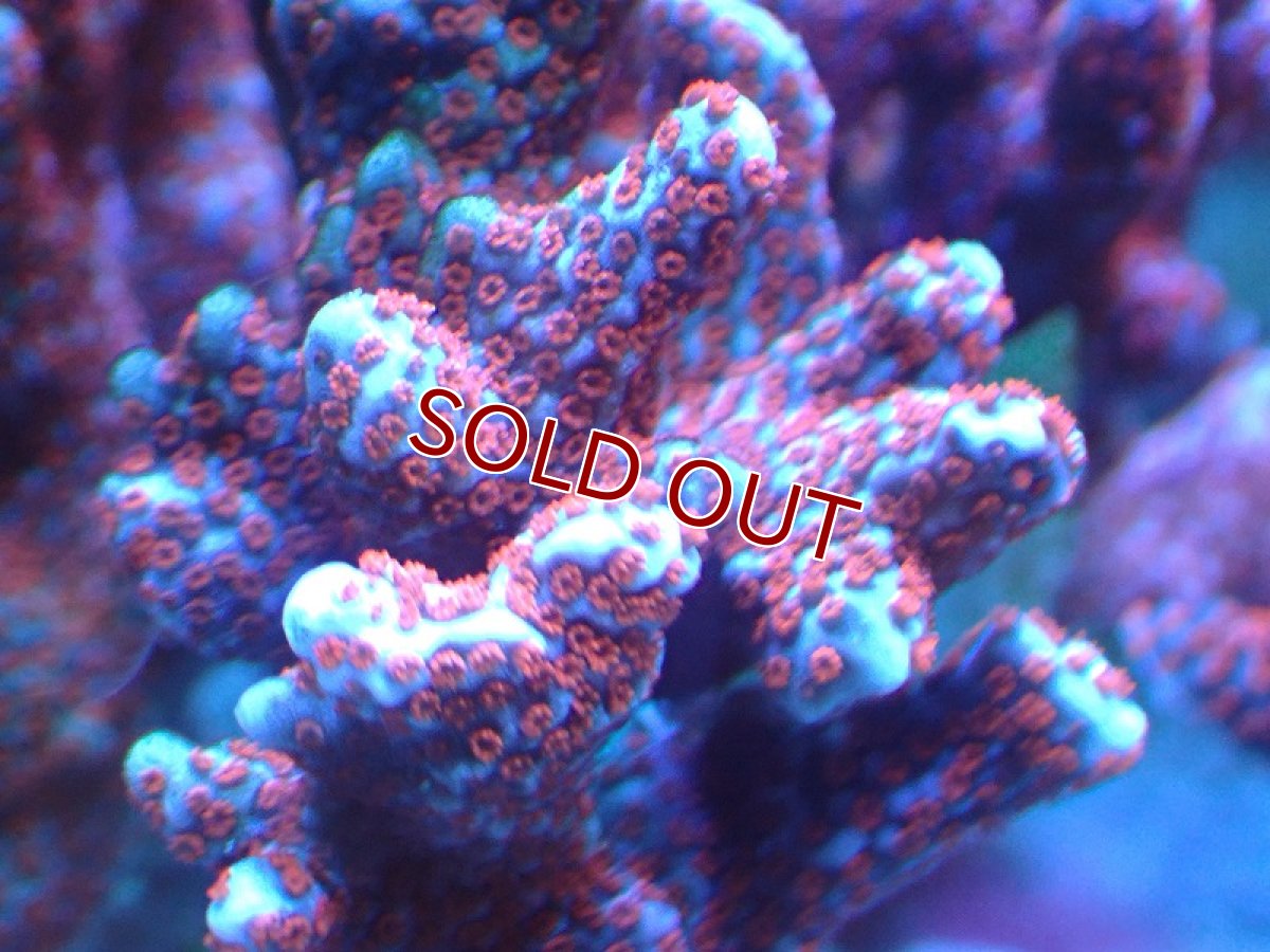 画像2: 【サンゴ】【通販】ブリード　エダコモンサンゴ（Red Polyp)（個体販売）（±7cm)No.2（生体）（サンゴ） (2)