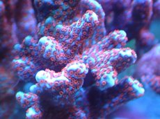 画像2: 【サンゴ】【通販】ブリード　エダコモンサンゴ（Red Polyp)（個体販売）（±7cm)No.2（生体）（サンゴ） (2)