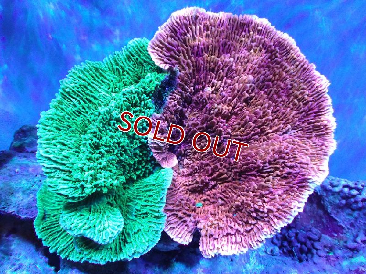 画像1: 【サンゴ】【通販】ブリード ウスコモンサンゴ(Two Colors)（個体販売）（±15cm)No.1（生体）（サンゴ） (1)