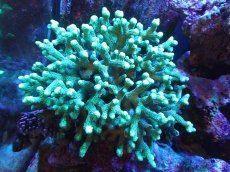 画像1: 【サンゴ】【通販】フトトゲサンゴ（Green Polyp) XLサイズ（個体販売）（±18cm)No.1（生体）（サンゴ） (1)