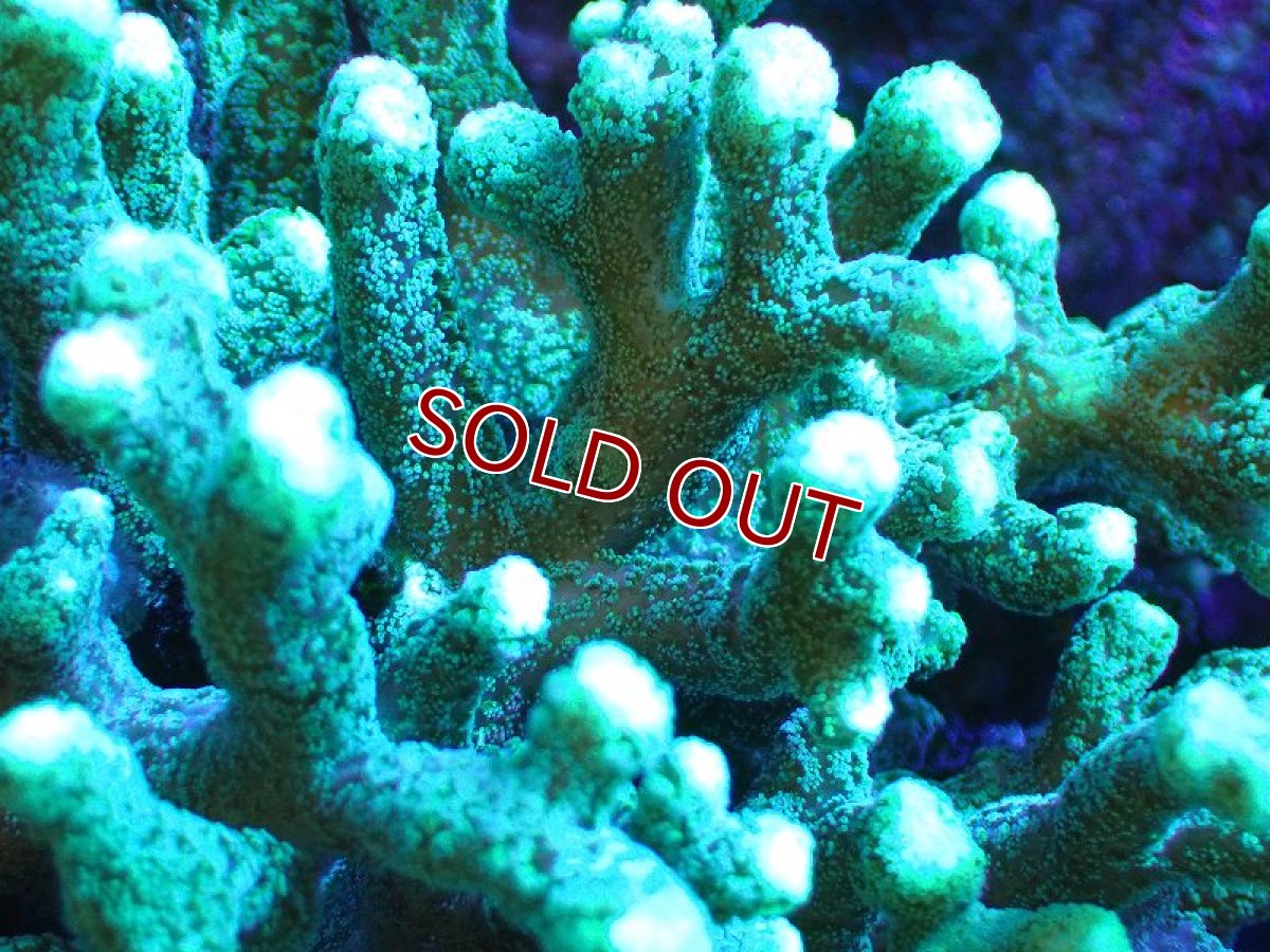 画像2: 【サンゴ】【通販】フトトゲサンゴ（Green Polyp) XLサイズ（個体販売）（±18cm)No.1（生体）（サンゴ） (2)