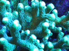 画像2: 【サンゴ】【通販】フトトゲサンゴ（Green Polyp) XLサイズ（個体販売）（±18cm)No.1（生体）（サンゴ） (2)