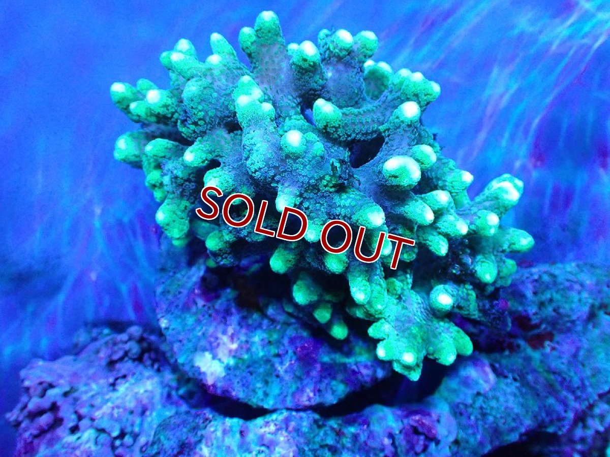 画像1: 【サンゴ】【通販】フトトゲサンゴ（Green Polyp) （個体販売）（±11cm)No.2（生体）（サンゴ） (1)