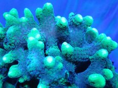 画像2: 【サンゴ】【通販】フトトゲサンゴ（Green Polyp) （個体販売）（±11cm)No.2（生体）（サンゴ） (2)