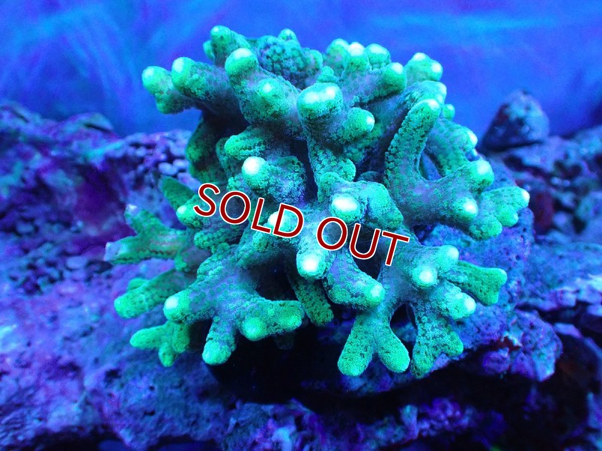 画像1: 【サンゴ】【通販】フトトゲサンゴ（Green Polyp) （個体販売）（±11cm)No.3（生体）（サンゴ） (1)