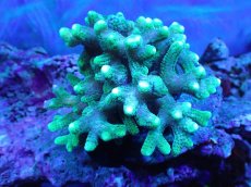 画像1: 【サンゴ】【通販】フトトゲサンゴ（Green Polyp) （個体販売）（±11cm)No.3（生体）（サンゴ） (1)