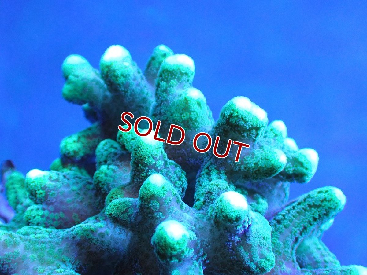 画像2: 【サンゴ】【通販】フトトゲサンゴ（Green Polyp) （個体販売）（±11cm)No.3（生体）（サンゴ） (2)