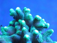 画像2: 【サンゴ】【通販】フトトゲサンゴ（Green Polyp) （個体販売）（±11cm)No.3（生体）（サンゴ） (2)