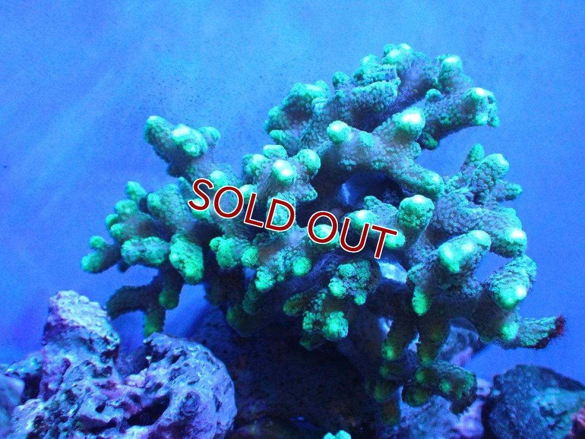 画像1: 【サンゴ】【通販】フトトゲサンゴ（Green Polyp) （個体販売）（±15cm)No.4（生体）（サンゴ） (1)