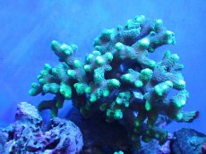 画像1: 【サンゴ】【通販】フトトゲサンゴ（Green Polyp) （個体販売）（±15cm)No.4（生体）（サンゴ） (1)