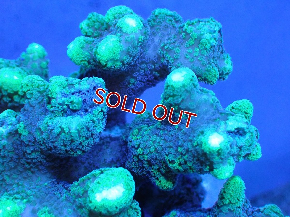 画像2: 【サンゴ】【通販】フトトゲサンゴ（Green Polyp) （個体販売）（±15cm)No.4（生体）（サンゴ） (2)