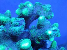 画像2: 【サンゴ】【通販】フトトゲサンゴ（Green Polyp) （個体販売）（±15cm)No.4（生体）（サンゴ） (2)