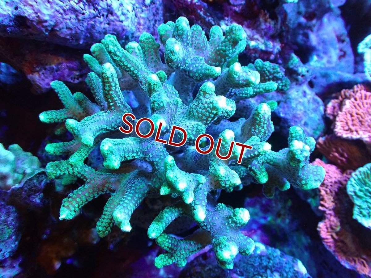 画像1: 【サンゴ】【通販】フトトゲサンゴ（Green Polyp) （個体販売）（±11cm)No.5（生体）（サンゴ） (1)