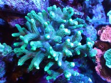 画像1: 【サンゴ】【通販】フトトゲサンゴ（Green Polyp) （個体販売）（±11cm)No.5（生体）（サンゴ） (1)