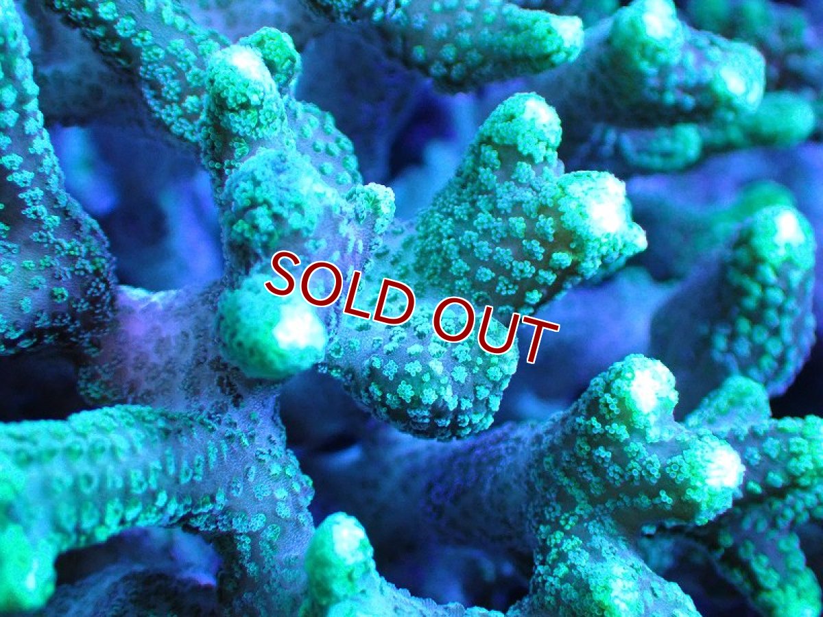 画像2: 【サンゴ】【通販】フトトゲサンゴ（Green Polyp) （個体販売）（±11cm)No.5（生体）（サンゴ） (2)