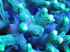 画像2: 【サンゴ】【通販】フトトゲサンゴ（Green Polyp) （個体販売）（±11cm)No.5（生体）（サンゴ） (2)