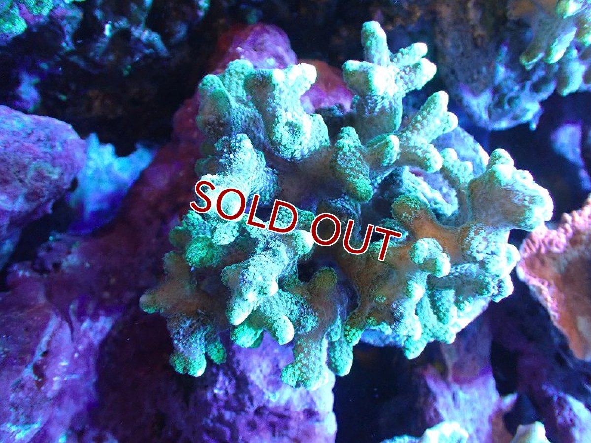 画像1: 【サンゴ】【通販】フトトゲサンゴ（Green Polyp) （個体販売）（±11cm)No.6（生体）（サンゴ） (1)