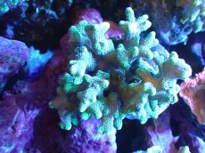 画像1: 【サンゴ】【通販】フトトゲサンゴ（Green Polyp) （個体販売）（±11cm)No.6（生体）（サンゴ） (1)