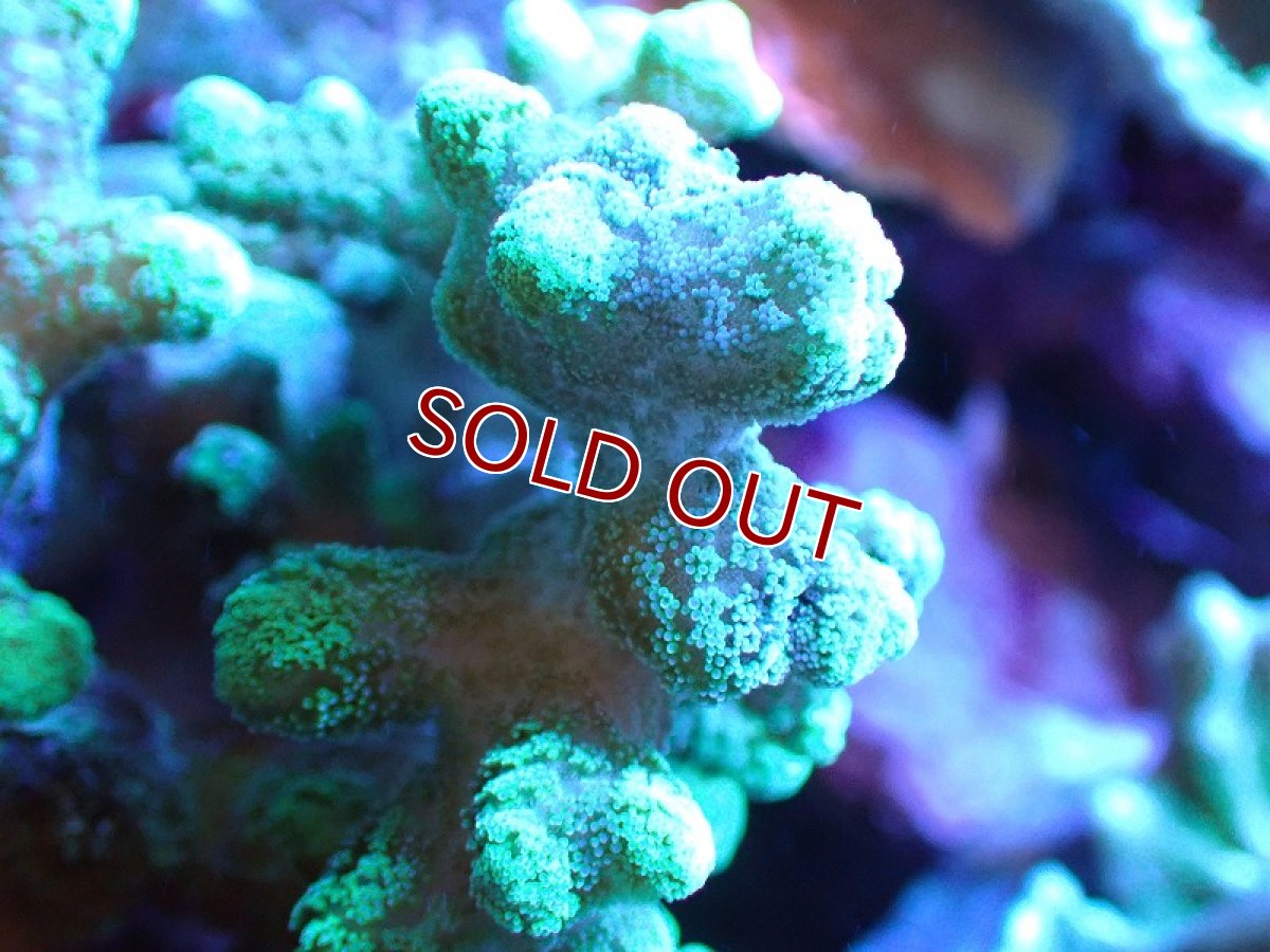 画像2: 【サンゴ】【通販】フトトゲサンゴ（Green Polyp) （個体販売）（±11cm)No.6（生体）（サンゴ） (2)