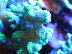 画像2: 【サンゴ】【通販】フトトゲサンゴ（Green Polyp) （個体販売）（±11cm)No.6（生体）（サンゴ） (2)